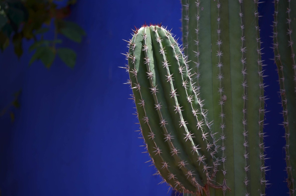Majorelle Garden,Marrakes, Morocco 2018, Yves Saint Laurent_Photo by Giannis Bekiaris